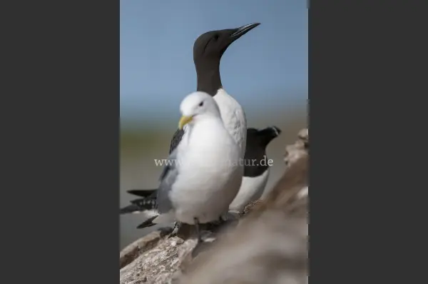 Fokus-Natur Bild