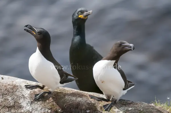 Fokus-Natur Bild