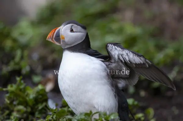 Fokus-Natur Bild