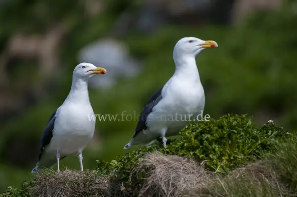 Fokus-Natur Bild