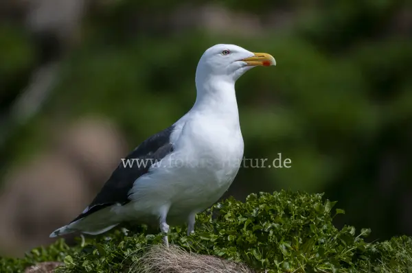 Fokus-Natur Bild