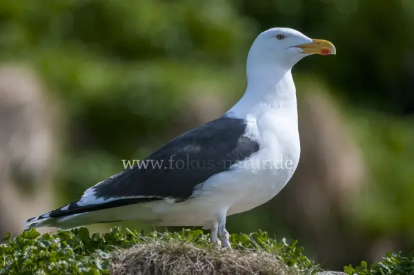 Fokus-Natur Bild