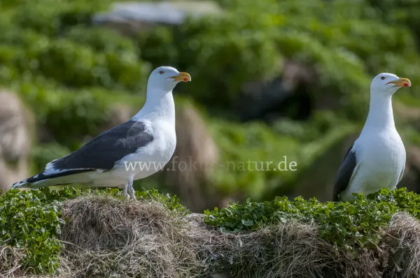 Fokus-Natur Bild