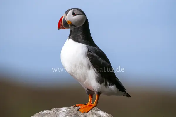 Fokus-Natur Bild