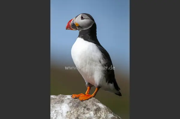 Fokus-Natur Bild