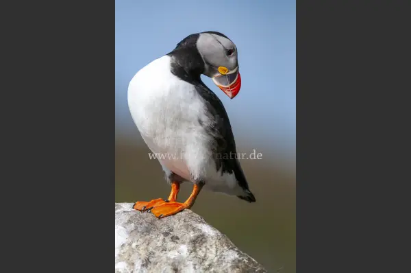 Fokus-Natur Bild