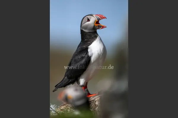 Fokus-Natur Bild