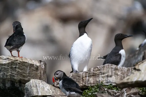 Fokus-Natur Bild