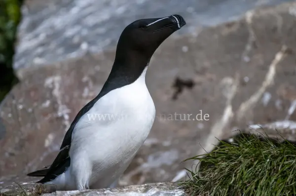 Fokus-Natur Bild