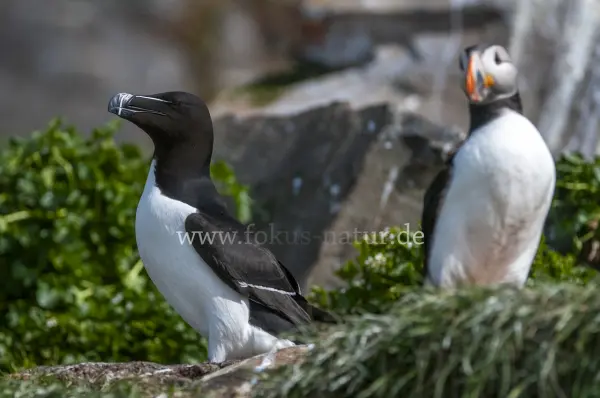 Fokus-Natur Bild