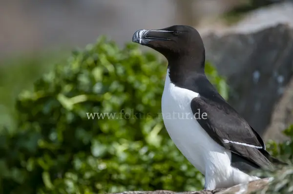 Fokus-Natur Bild