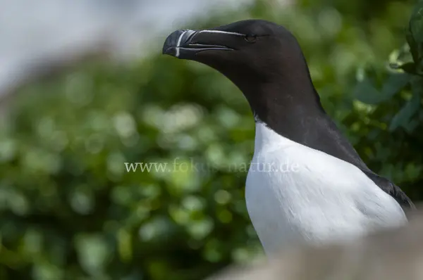 Fokus-Natur Bild