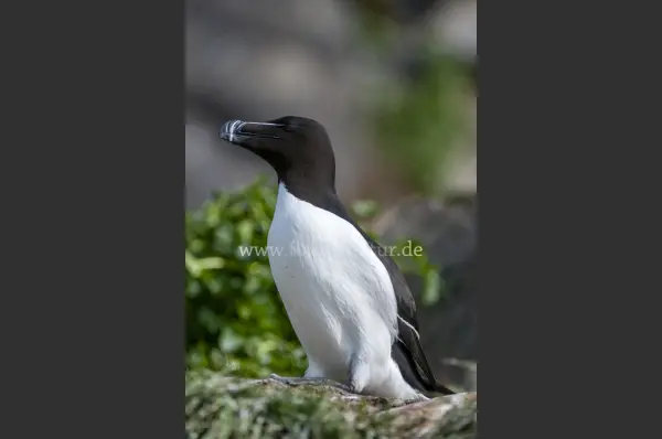 Fokus-Natur Bild