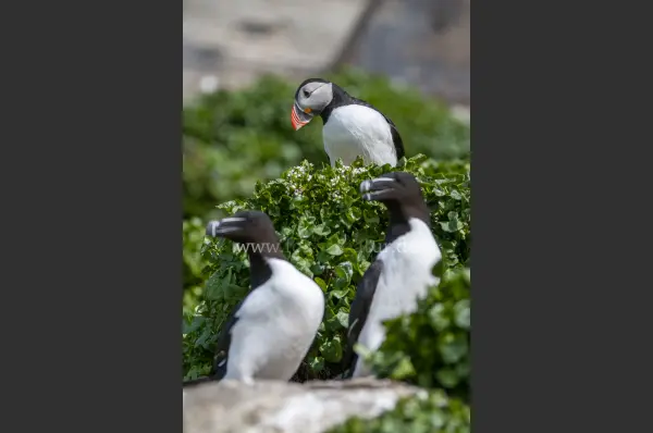 Fokus-Natur Bild