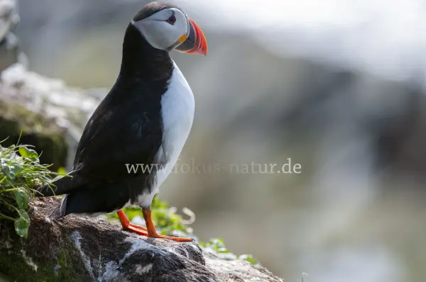 Fokus-Natur Bild
