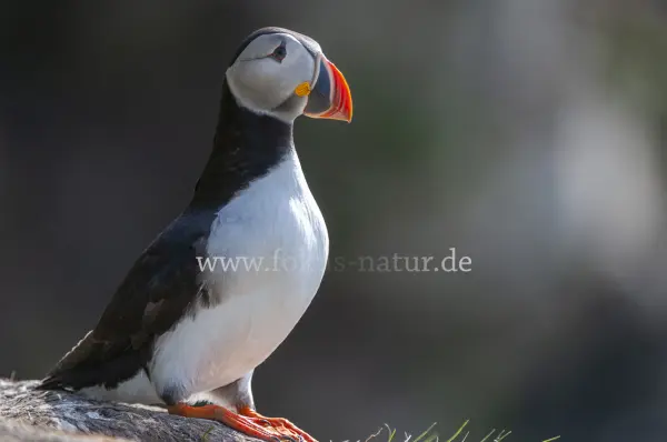 Fokus-Natur Bild