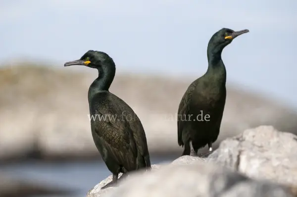 Fokus-Natur Bild