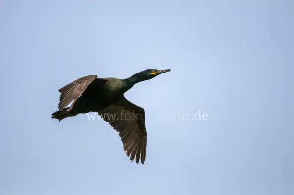 Fokus-Natur Bild