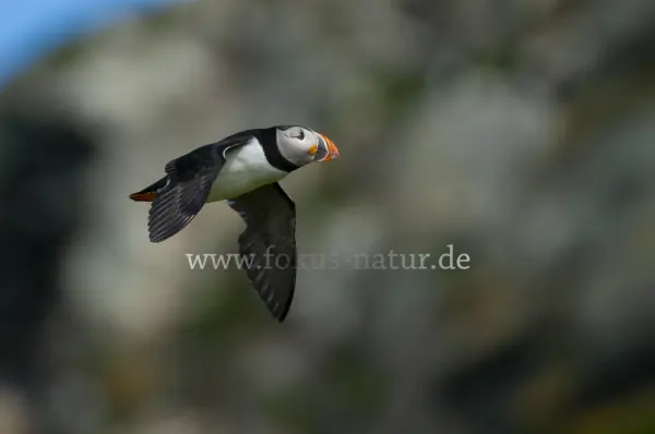 Fokus-Natur Bild