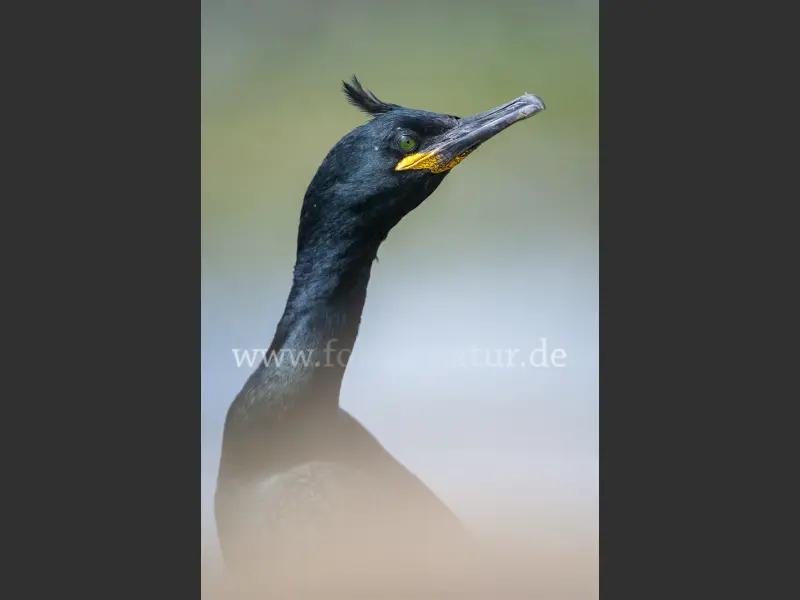 13925