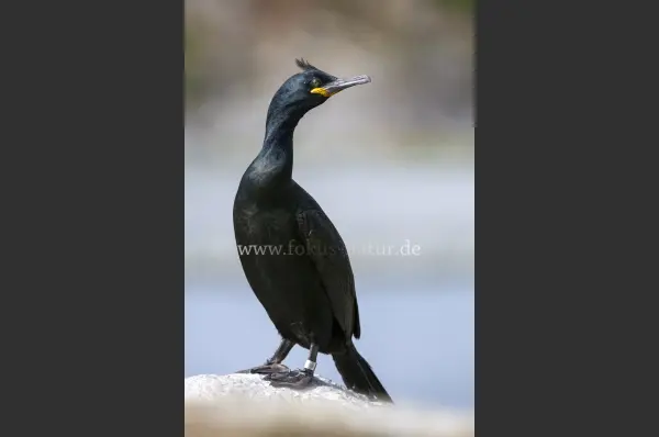 Fokus-Natur Bild