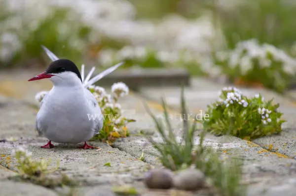 Fokus-Natur Bild