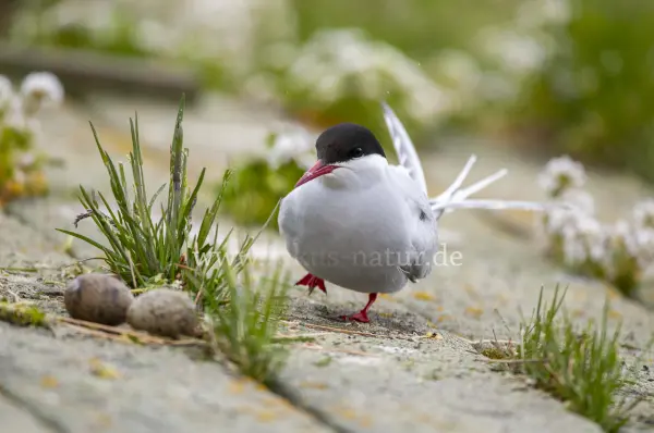 Fokus-Natur Bild