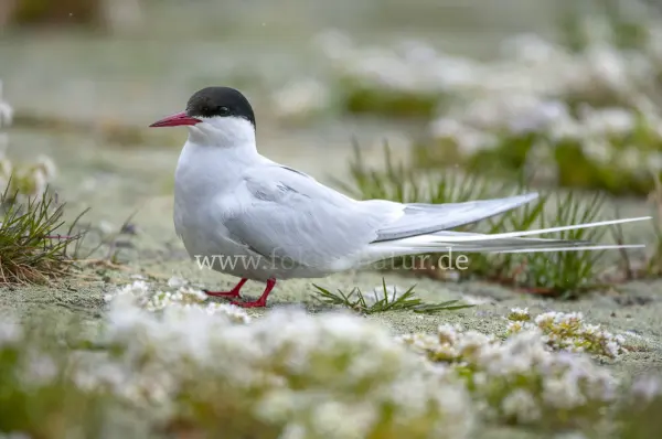 Fokus-Natur Bild