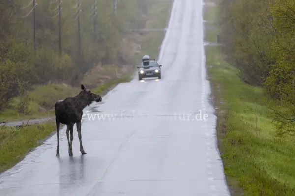 Fokus-Natur Bild