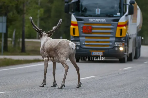 Fokus-Natur Bild