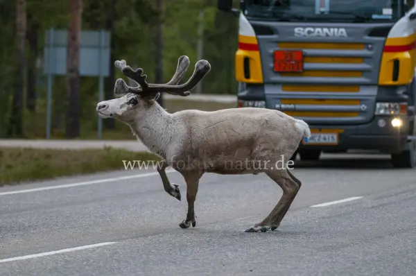 Fokus-Natur Bild