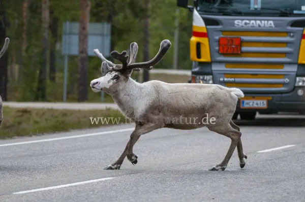 Fokus-Natur Bild