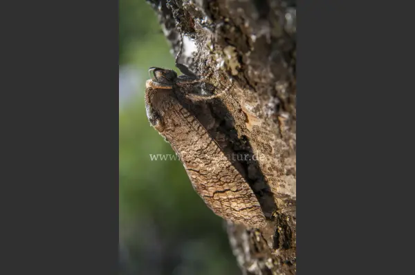 Fokus-Natur Bild