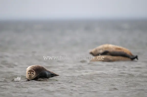 Fokus-Natur Bild