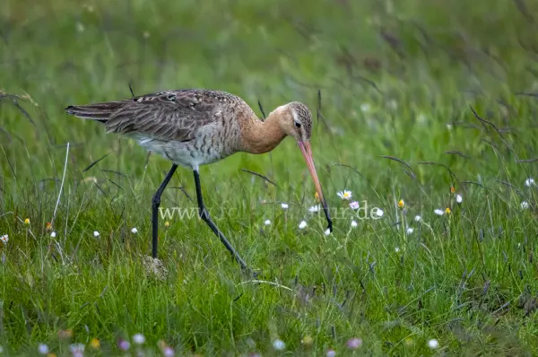 Fokus-Natur Bild