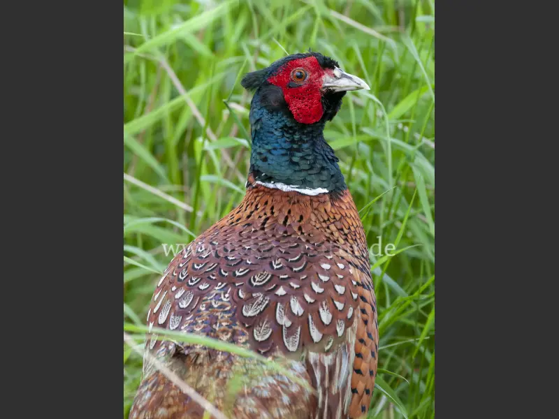 14268