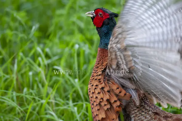 Fokus-Natur Bild