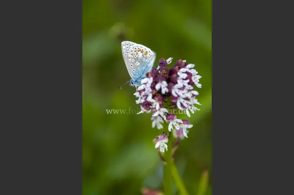 Fokus-Natur Bild
