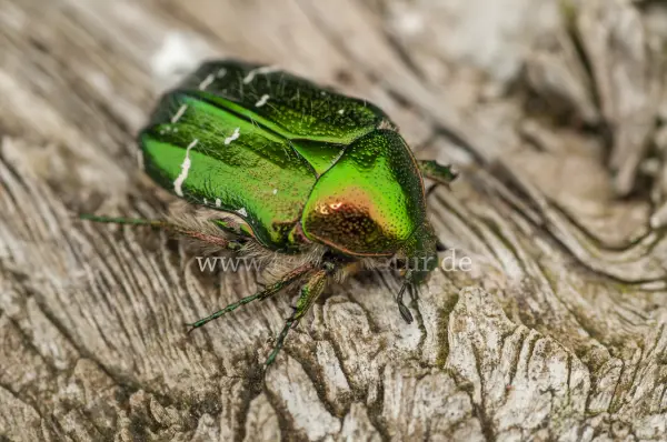 Fokus-Natur Bild