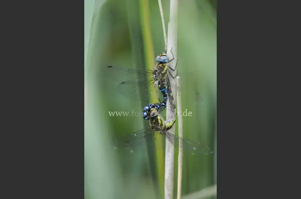 Fokus-Natur Bild