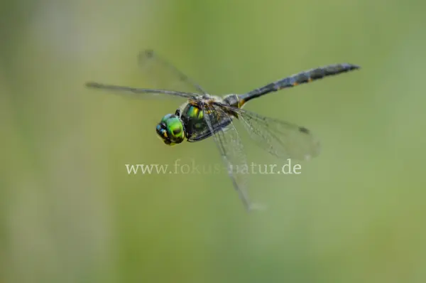Fokus-Natur Bild