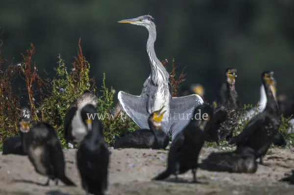 Fokus-Natur Bild