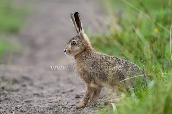 Fokus-Natur Bild
