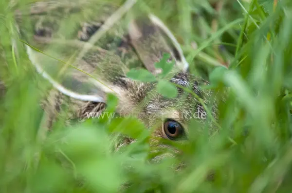 Fokus-Natur Bild