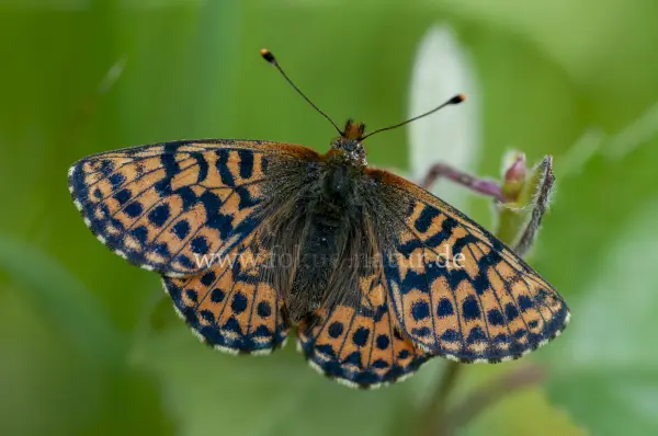 Fokus-Natur Bild