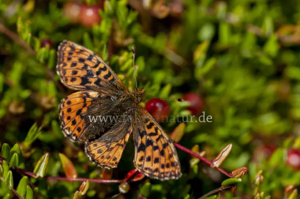 Fokus-Natur Bild