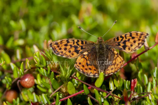 Fokus-Natur Bild