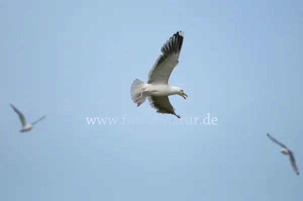 Fokus-Natur Bild