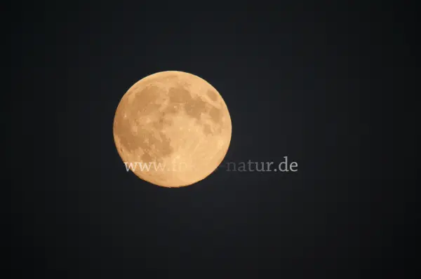 Fokus-Natur Bild