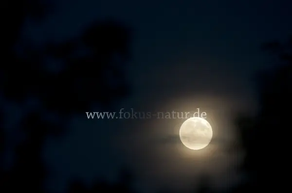 Fokus-Natur Bild